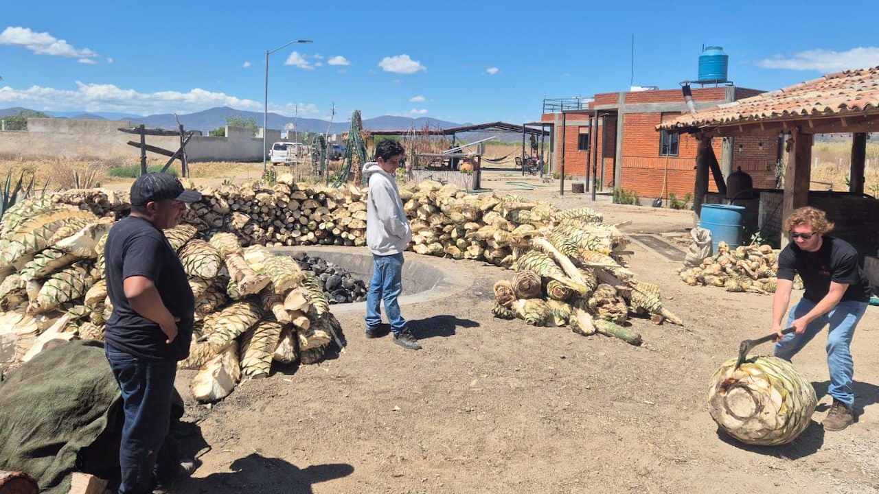 Imagen Agave International