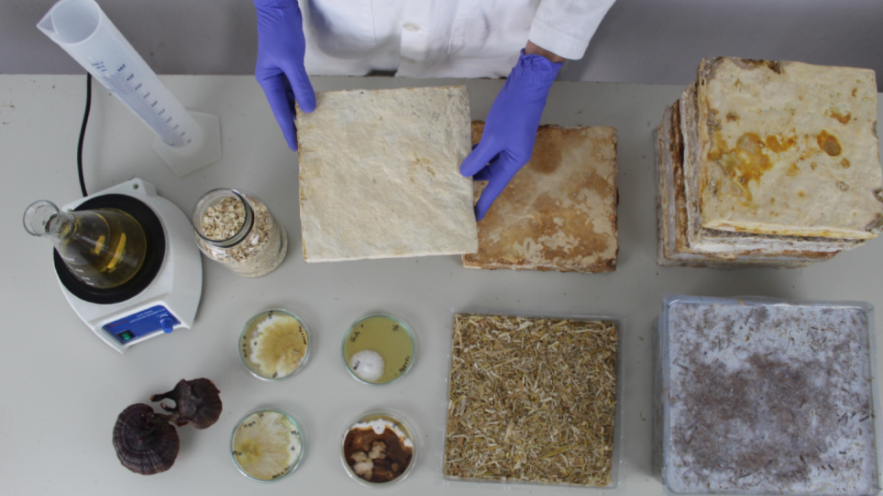 Imagen Radial Biomateriales